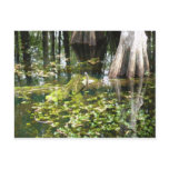 Reflections In The Swamp