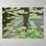 Reflections in the Water Lilypads Nature Poster