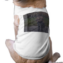 Reflections of Fallen Brothers pet clothing by scenesfromthepast Reflections of Fallen Brothers pet clothing