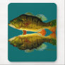Reflections of Fish