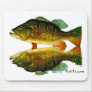 Reflections of Fish