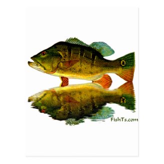 Reflections of Fish Post Cards