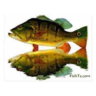 Reflections of Fish Post Cards