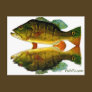 Reflections of Fish