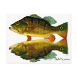 Reflections of Fish