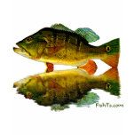 Reflections of Fish