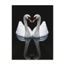 Reflections of Love, Heart Shape, White Swans Post Cards