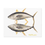 Reflections of Tuna