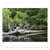 Reflections on Gilmore Pond posters