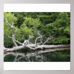 Reflections on Gilmore Pond Posters
