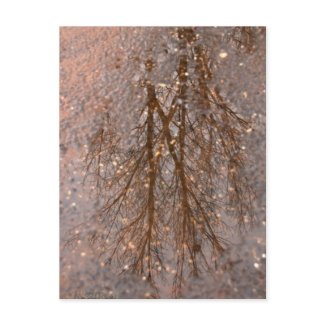 Reflections postcard