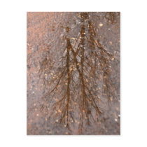Reflections postcards by Rainmountain Reflections postcards