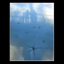 Reflections - postcard postcards