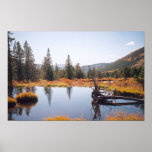 Reflections Print
