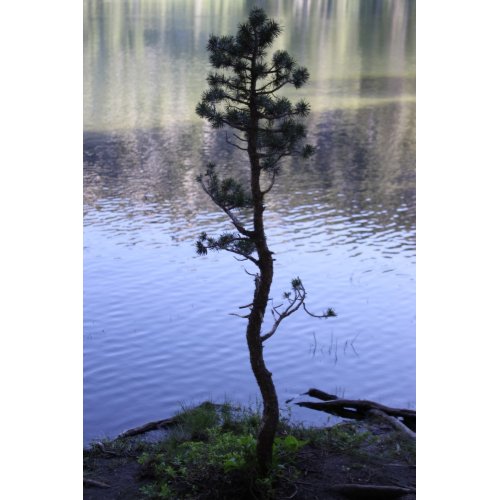 Reflections- Tree print