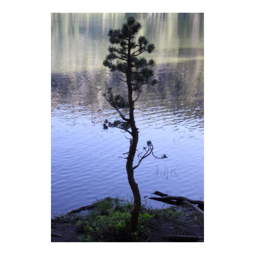 Reflections- Tree print