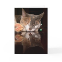 Reflective Kitty cards by CelestialPhotography Reflective Kitty cards