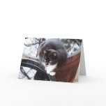 Reflective Tuxedo Cat on Barrels note cards