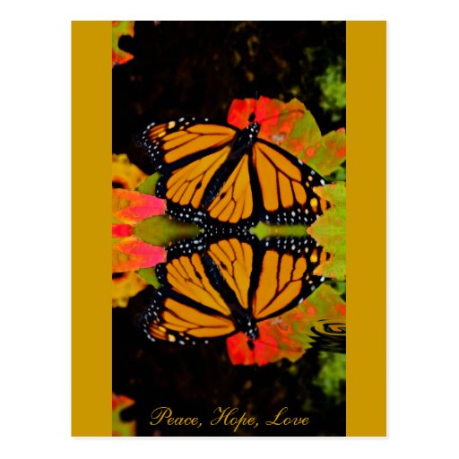 Reflexión de la mariposa de monarca tarjetas postales