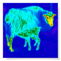 Refreshing sheep posters