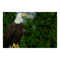 Regal American Bald Eagle posters