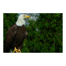 Regal American Bald Eagle posters