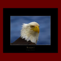 REGAL EAGLE Huge Poster posters