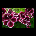 Regal Geranium Flowers Print