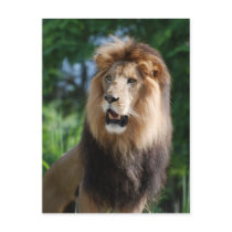 Regal Lion Postcard