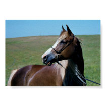 Regal Morgan Mare Print by ElaineJadrich Regal Morgan Mare Print