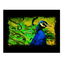 Regal Peacock Elegant Fine Art  Postcard