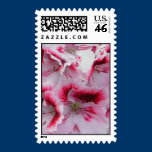 Regal Pelargonium U.S. Postage stamps
