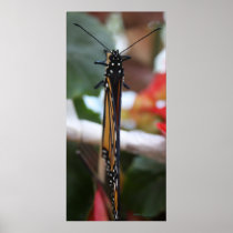 Regal Posed Monarch Posters