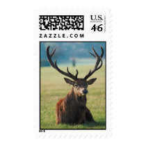 Regal Red Deer Stamp