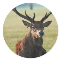Regal Red Deer Stickers