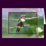 Regal Ruby-throat Card cards