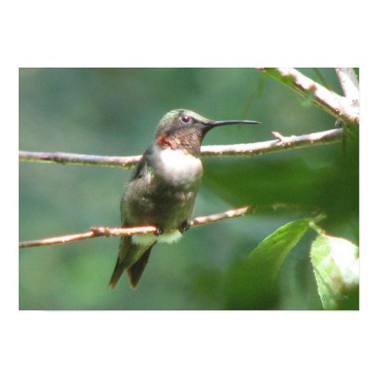 Regal Ruby-throat print