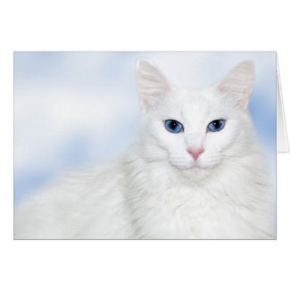 Regal white cat cards