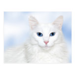 Regal white cat post cards