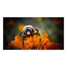 Regalo de la impresión de la abeja ocupada impresión fotográfica