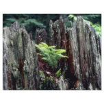Regeneration of spruce, Lake St. Peter, Ontario, C flyers
