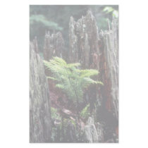 Regeneration of spruce, Lake St. Peter, Ontario, C Personalized Stationery