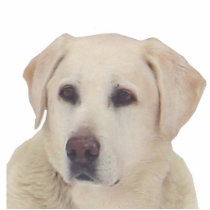 Reggie photo sculptures