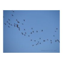 Regrouping posters by wksimages Regrouping posters