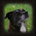 Regular Dog ~ mag magnet