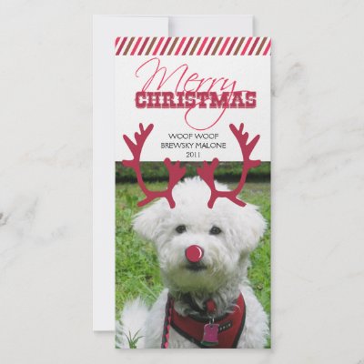 Reindeer Antler & Red Nose Pet Christmas! Photo Cards