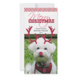 Reindeer Antler &amp; Red Nose Pet Christmas! Photo Cards