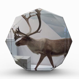 Reindeer; caribou awards