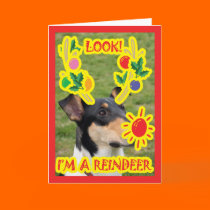 Reindeer dog cards