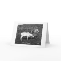 Reindeer & Eskimo Alaska 1920 cards by lc_alaska Reindeer & Eskimo Alaska 1920 cards